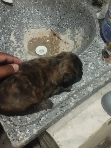 Cachorro