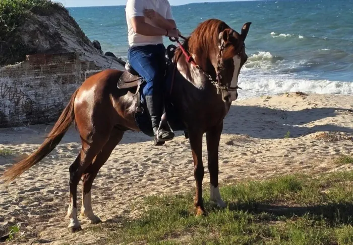 Cavalo machador a venda