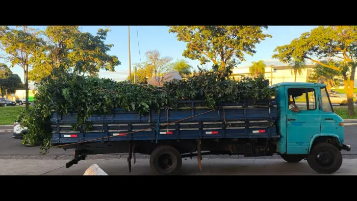 Corte de árvores jardinagem