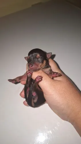 Pinscher macho