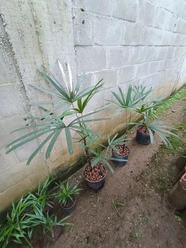 Palmeira Ráfia