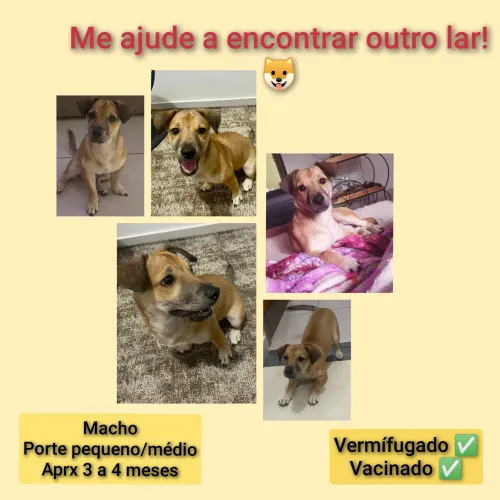 Me ajude a encontrar outro lar