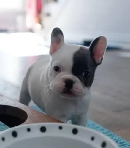 Bulldog Francês Filhotes Cães Diferenciados.