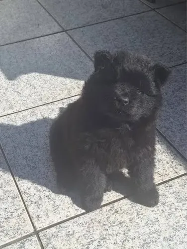 Vende-se cachorro chow chow 