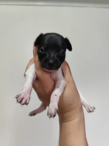 Filhote Pinscher Fêmea