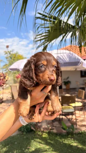 Filhote dachshund (salsicha) pelo longo