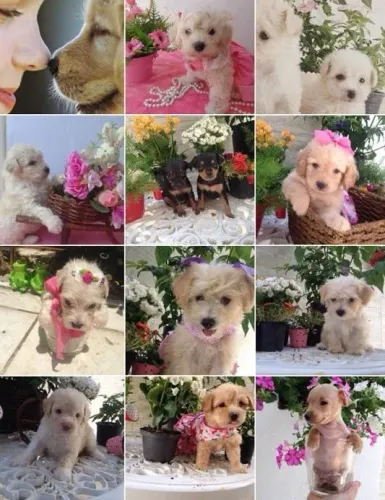 Cachorros ofertas especiais Lindos doguinhos a sua escolha pronta entrega apartir de 299