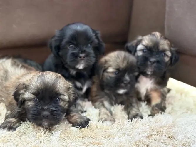 Filhotes de Lhasa Apso mini
