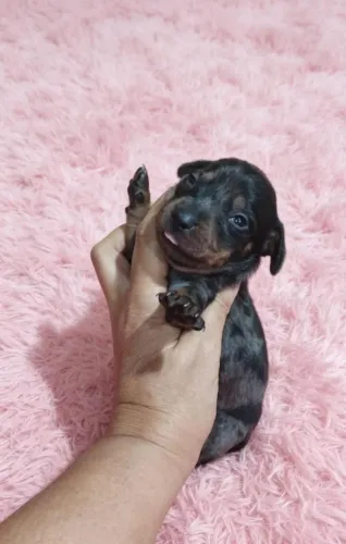 Dachshund lindo arlequim preto com prata, também temos Fêmea 