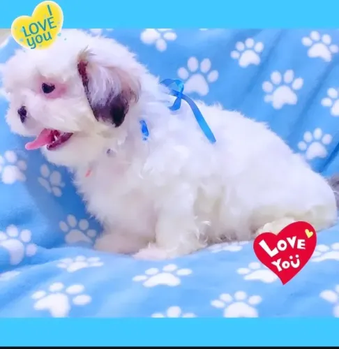Lindíssimo filhote de Shih tzu macho, todo branquinho, uma verdadeira fofura!!