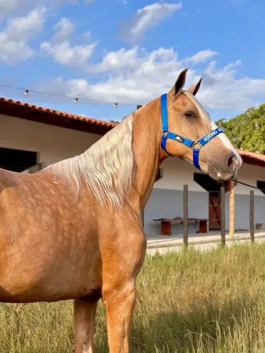 Cavalo amarilho castrado 