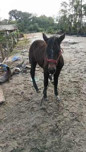 Cavalo