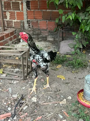 Índio gigante