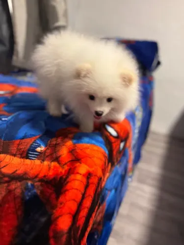 Cachorro Lulu da pomerania 
