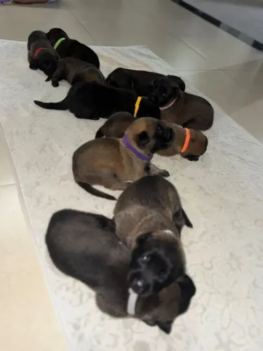 Vende-se filhotes de Pastor Belga Malinois