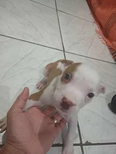 Filhotes de Pitbull APBT, 2 meses e 15 dias, Vermífugados. #VemQueTaAcabando #AceitoTroca