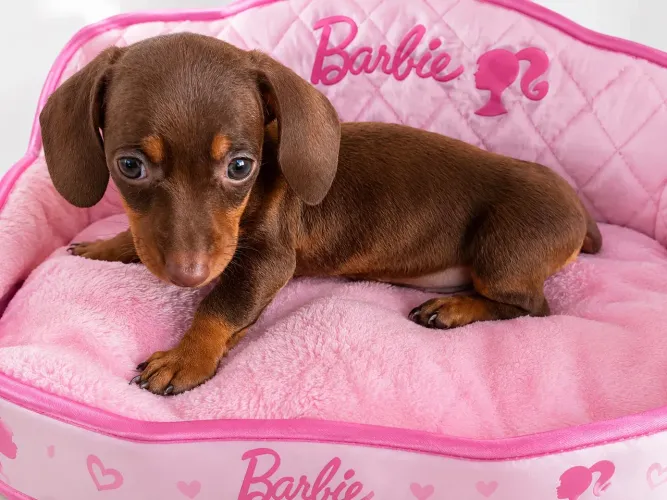 Filhote fêmea Dachshund Chocolate