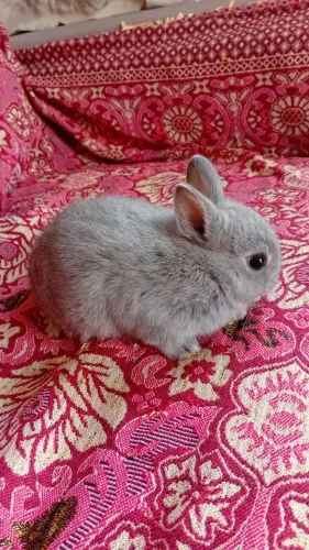 Mini coelho 