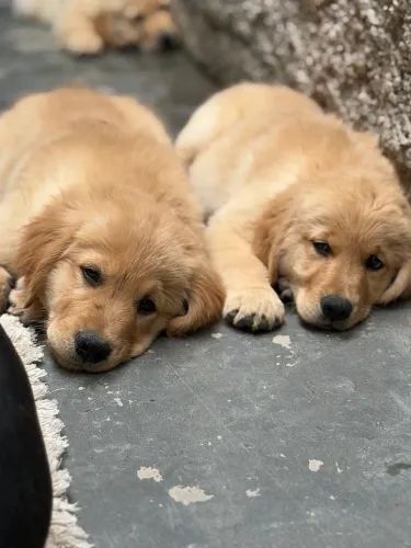 Golden Retriever 
