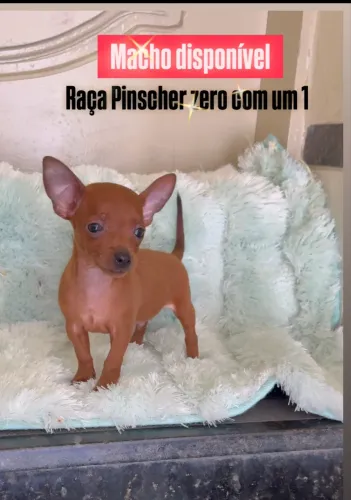 Cachorro