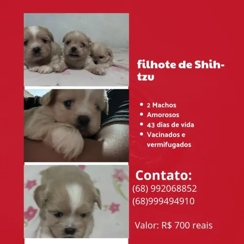 Filhotes Shih-tzu