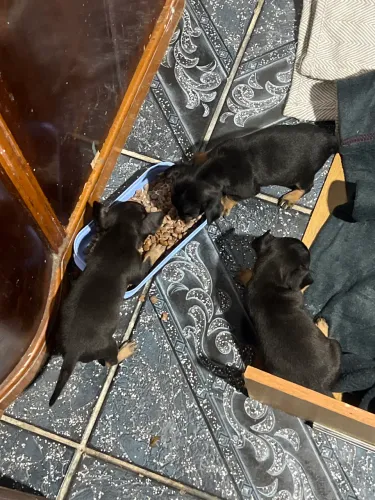 Cachorro pinscher 1