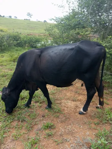 Vendo uma vaca com uma bezerra. Obs a vaca tá buxuda.Tel * 