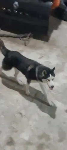 Vendo cachorro da raça Husky siberiano