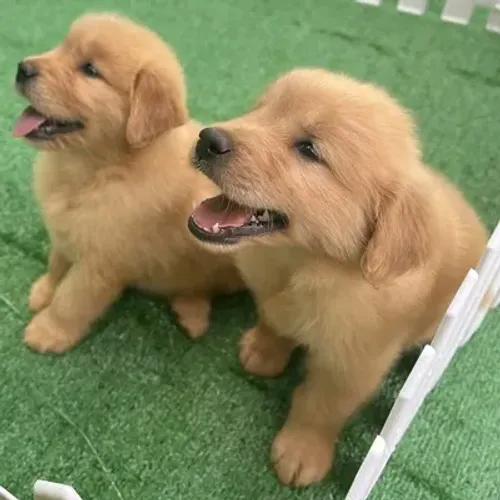 Doação Golden Retriever