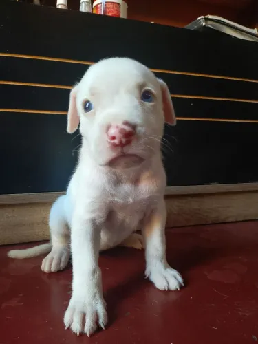 Pitibul Red Nose Filhote