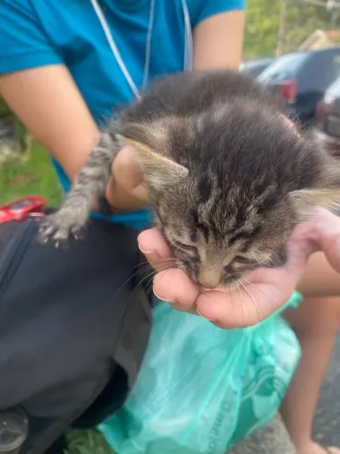 doação de gato