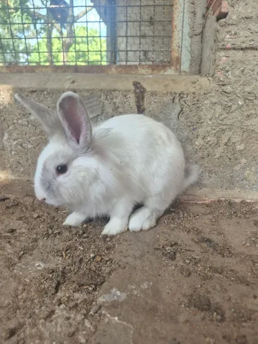 Coelhos disponíveis