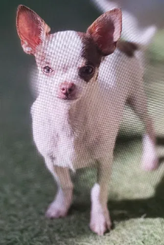 Vende se filhote de chihuahua