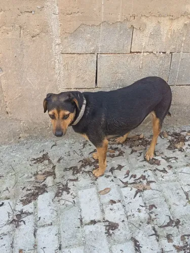 Estou doando está cachorroa.