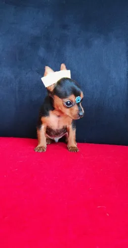 Pinscher Mini