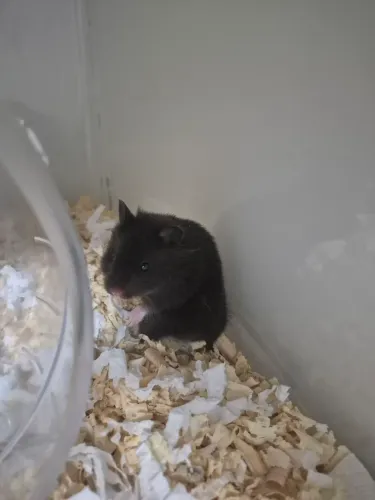 Hamster