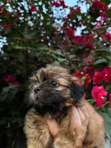 Filhotes de Shih tzu fêmea
