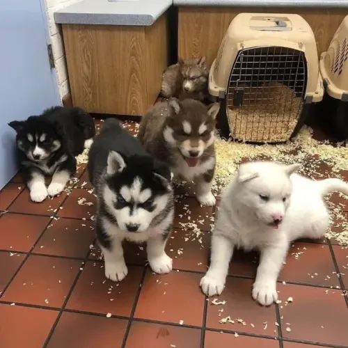 Filhotes de Husky Siberiano | Carinho que faz sorrir.
