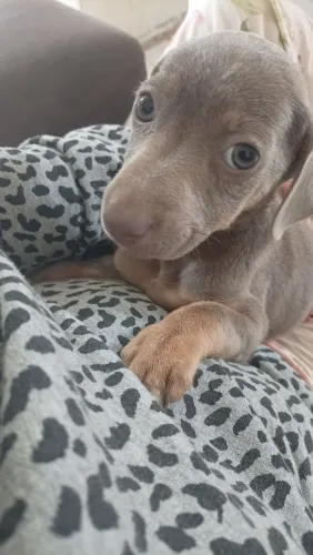 Doa filhote mestiço Pit Bull com basset
