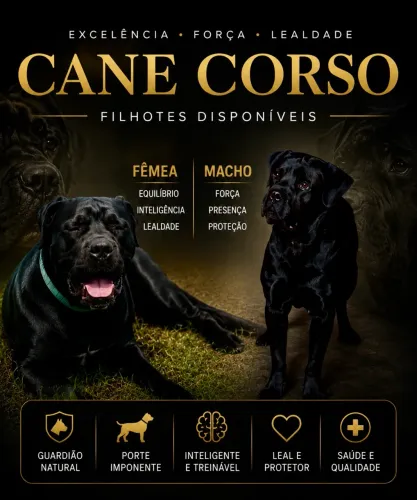 Filhotes Cane Corso