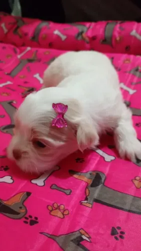 Lhasa apso 