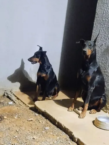 Vende se Filhotes de Doberman