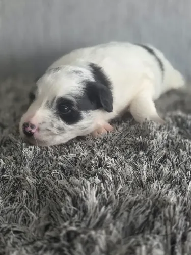 Cachorro Border Collie 
