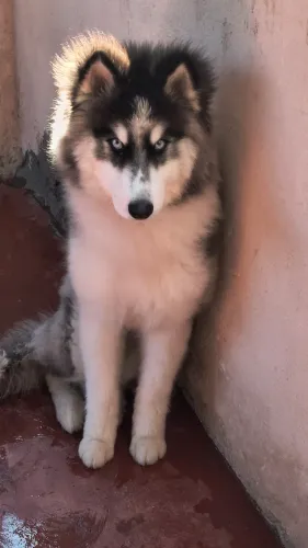 Husky siberiano 8 meses
