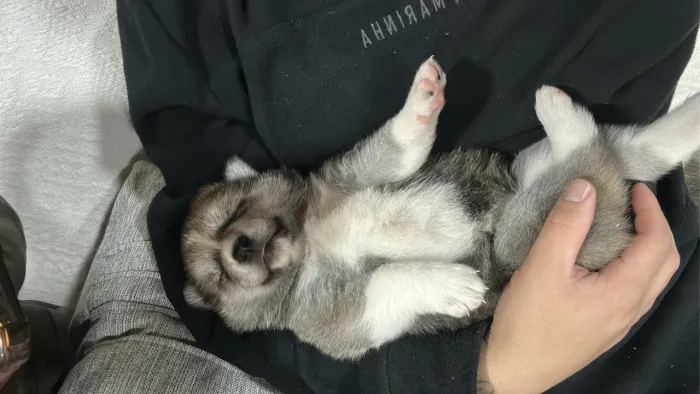 Filhotes de Akita