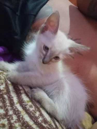 Gata