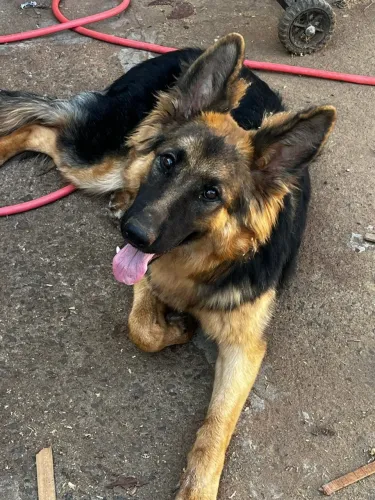Cachorro