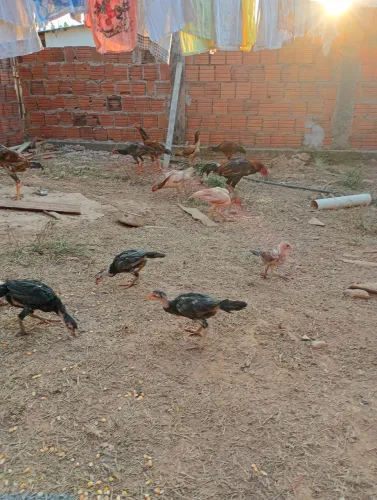 Vendo frangos 