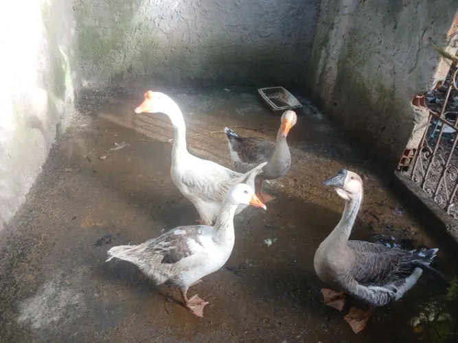 2 casais de ganso
