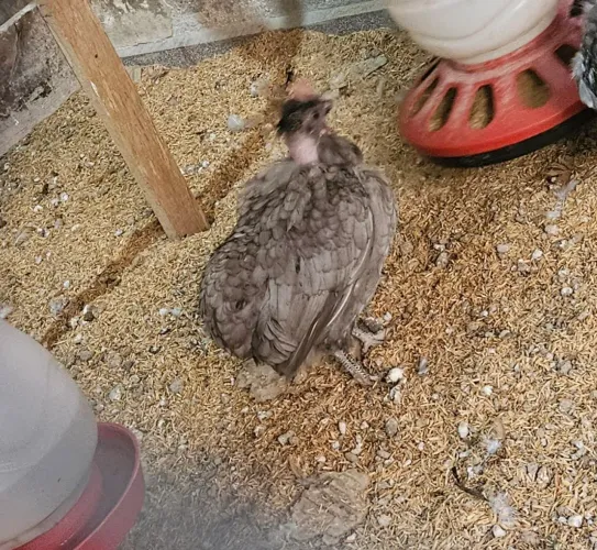Mini galinha garnizé polaca sura